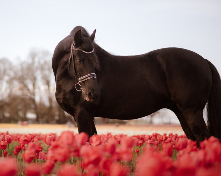 Horse in tulip field.