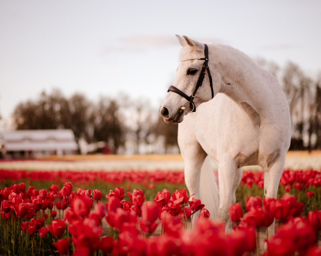 Horse in field.