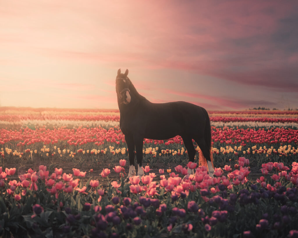 Horse in a tulip field at sunrise.